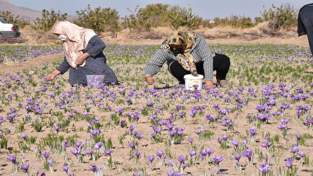 پیش بینی برداشت ۴۵۵ کیلوگرم زعفران از مزارع شهربابک