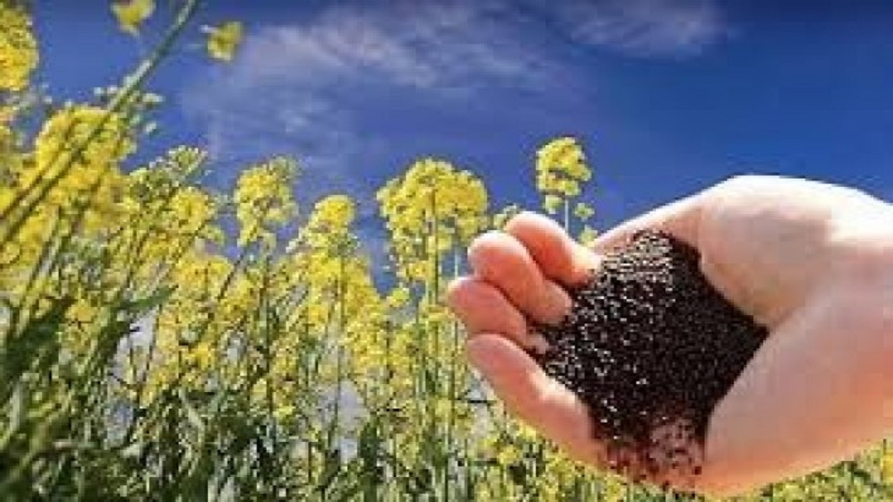توزیع بذر کلزای هیبرید در استان  سمنان