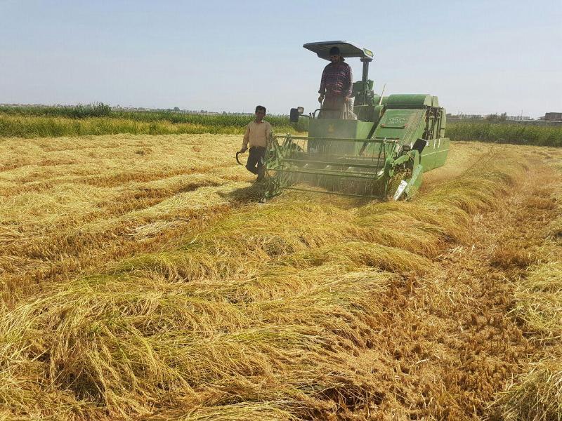 برداشت  ۴٠٠ تن برنج در ایرانشهر