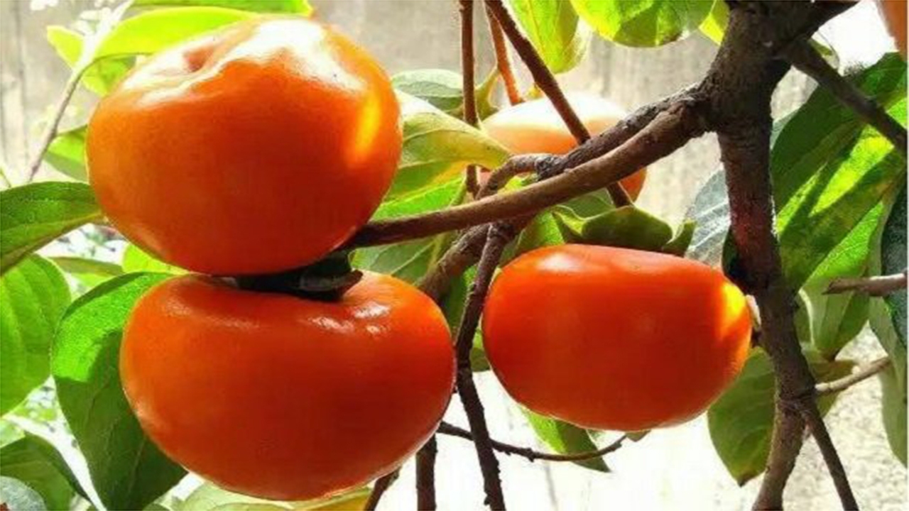 پیش‌بینی برداشت ۱۶۸ تن خرمالو در خفر