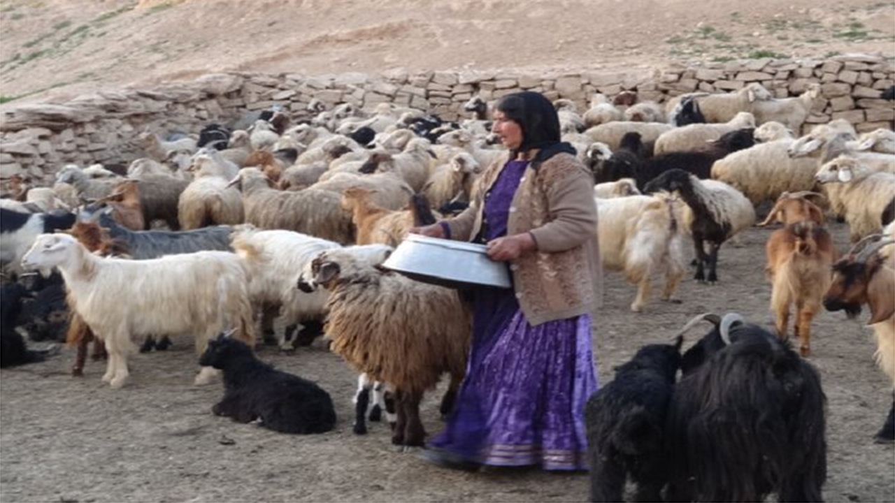 پرداخت تسهیلات تولید گوشت به عشایر فارس