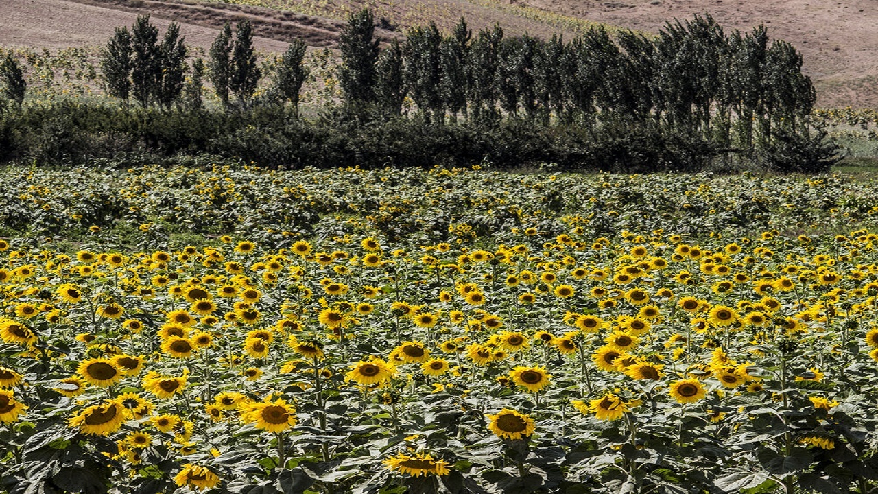 قطب کشاورزی سمنان چشم انتظار صنایع تبدیلی
