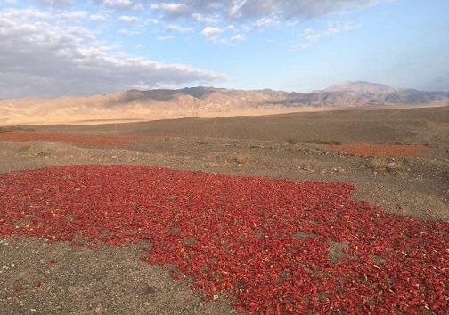 قطب کشاورزی سمنان چشم انتظار صنایع تبدیلی