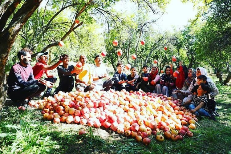 شادی اهالی روستای انبوه در جشن انارچینی + تصاویر شادی اهالی روستای انبوه در جشن انارچینی + تصاویر