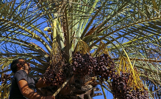 نخل