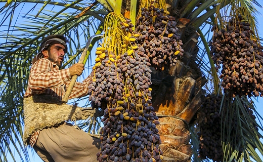نخلداران دشتستانی
