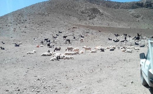 دام های خراسان جنوبی گرسنه اند