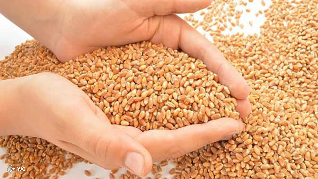 تامین بیش از ۶۰۰ تن بذر اصلاح شده در مهاباد