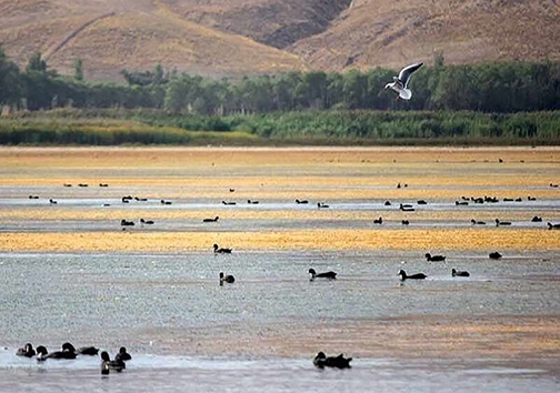 مرگ تدریجی یک خلیج/ تازه ترین خبرها برای جاماندگان سهام عدالت/