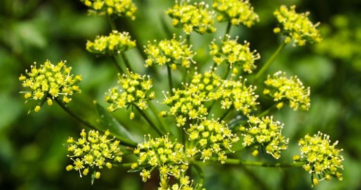 گیاه Wild Parsnip