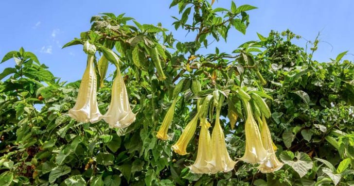 تاتوره