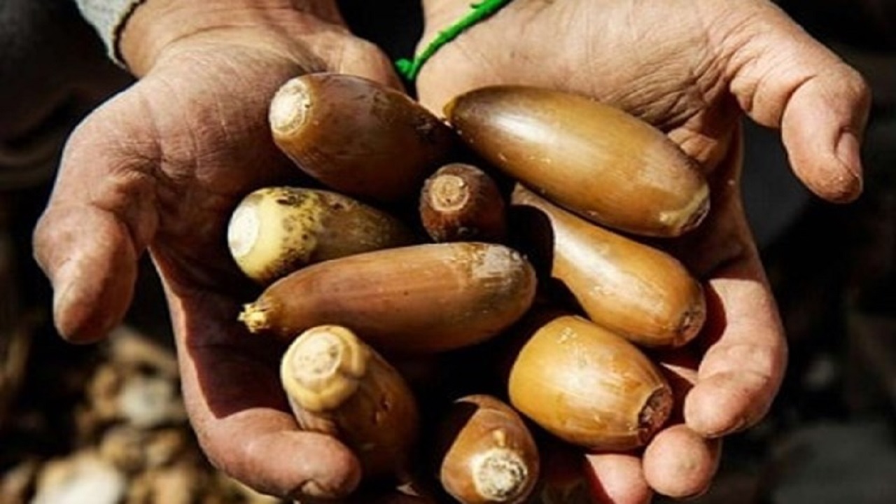بلوط‌چینی رسم دیرینه زاگرس‌نشینان