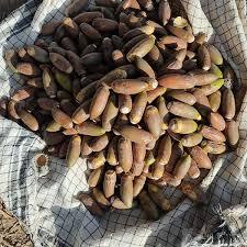 بلوط&zwnj;چینی رسم دیرینه زاگرس&zwnj;نشینان