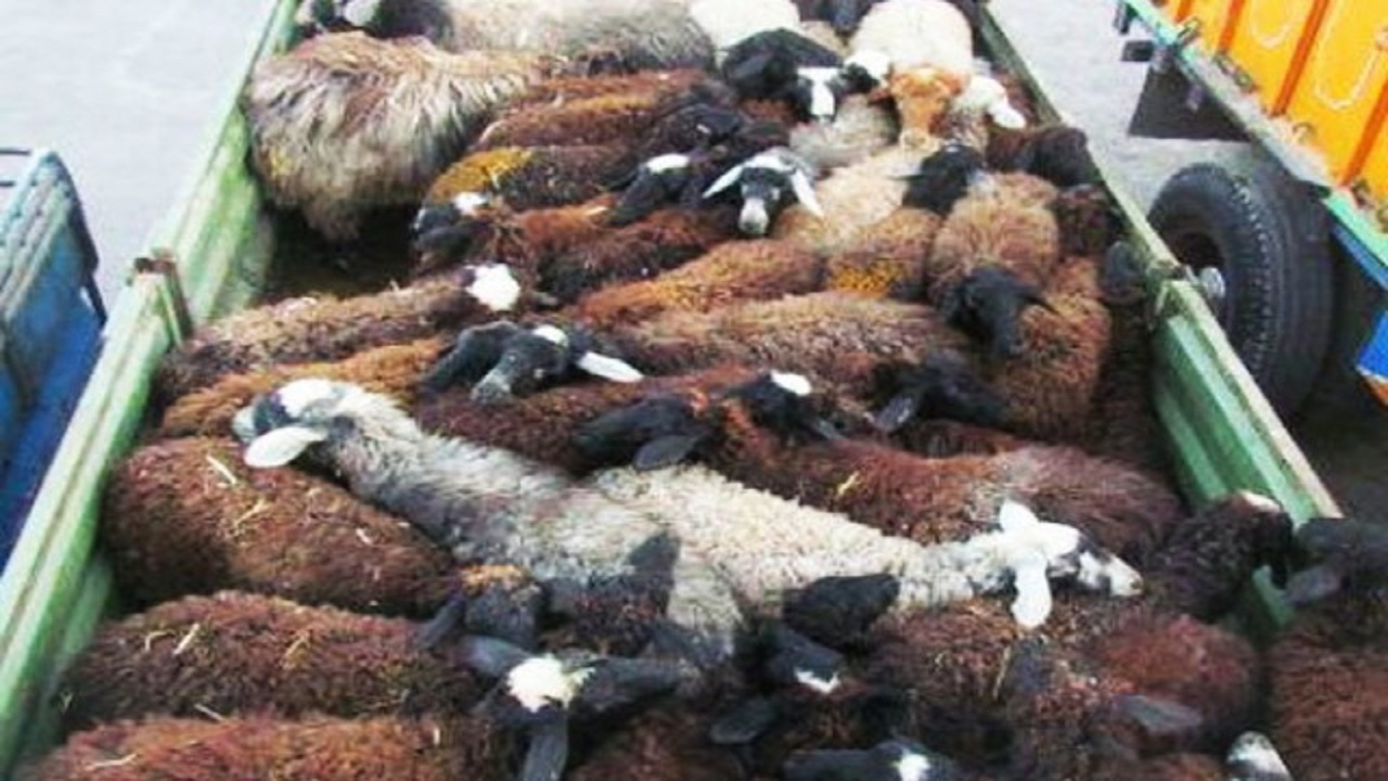 کشف ۵۲ راس دام خارج از شبکه توزیع در ساوجبلاغ