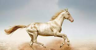 آیا اسب ترکمن به آن سوی مرز&zwnj;ها زین می&zwnj;شود؟