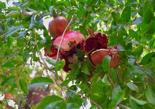 انار
