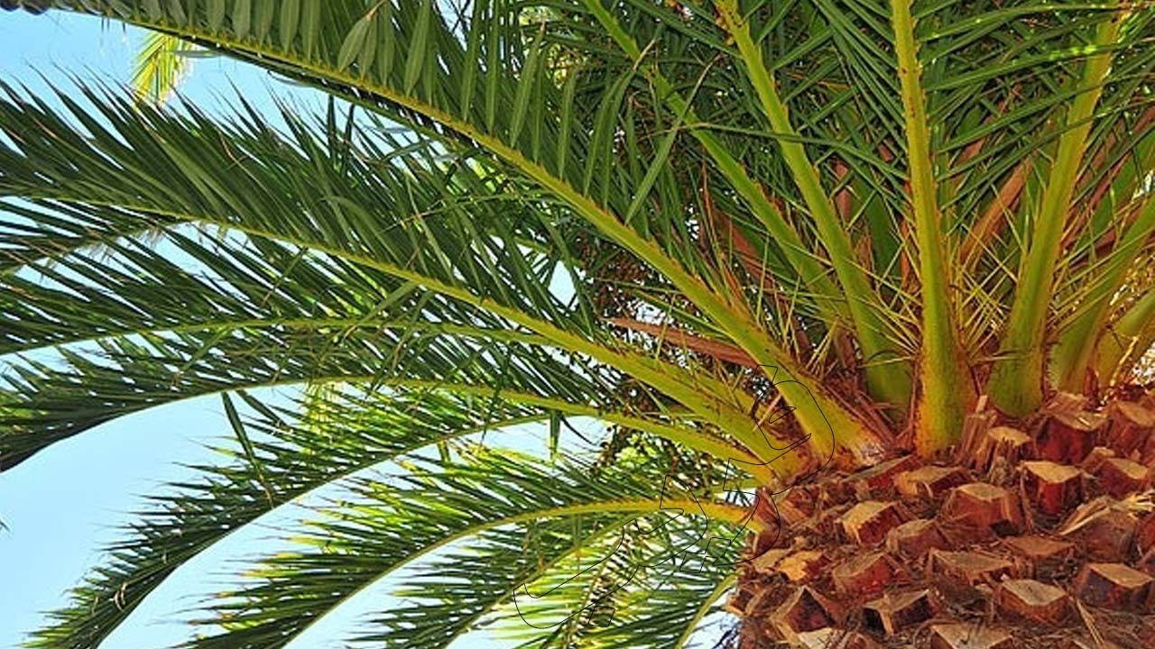 قضیه صادرات درختان نخل جنوب به کشور‌های عربی چه بود؟