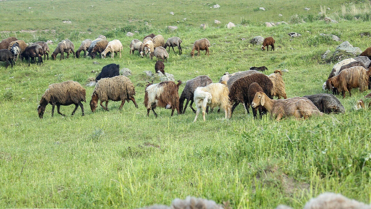 فرصت یک هفته ای برای تمدید پروانه چرای دام مرتعداران