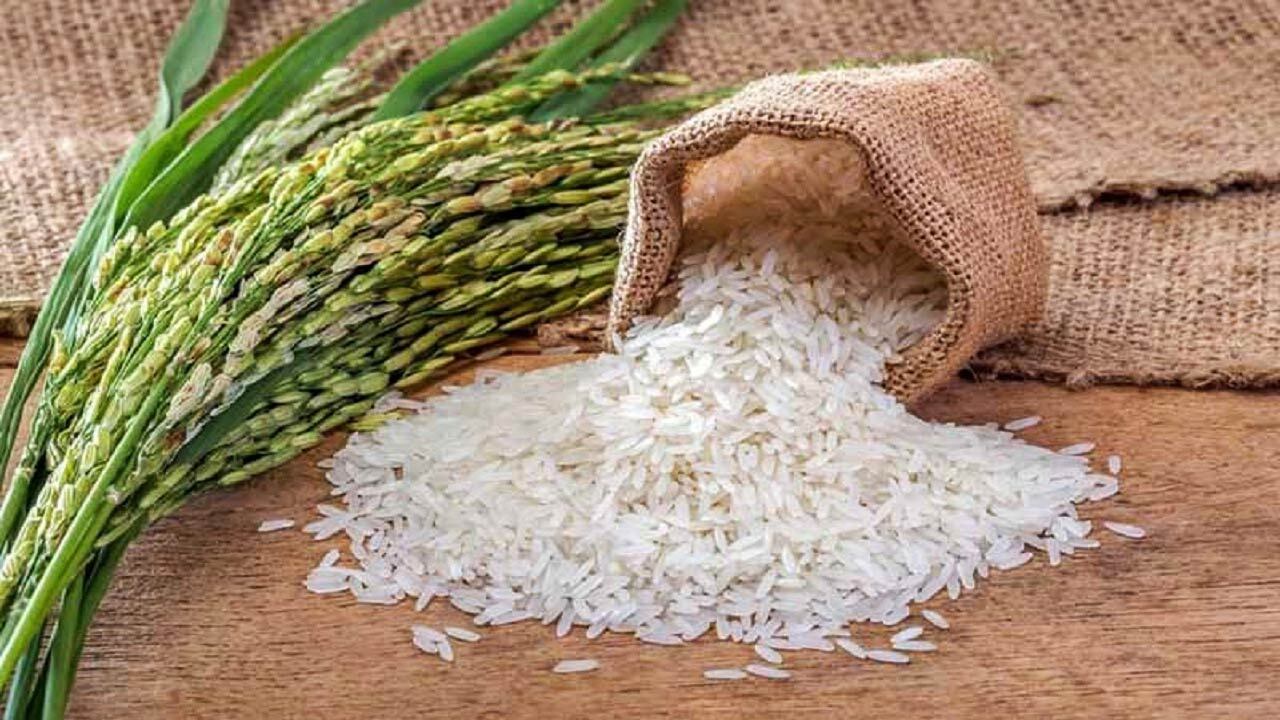 برنج برای اولین بار کجا کشت شد؟ + فیلم