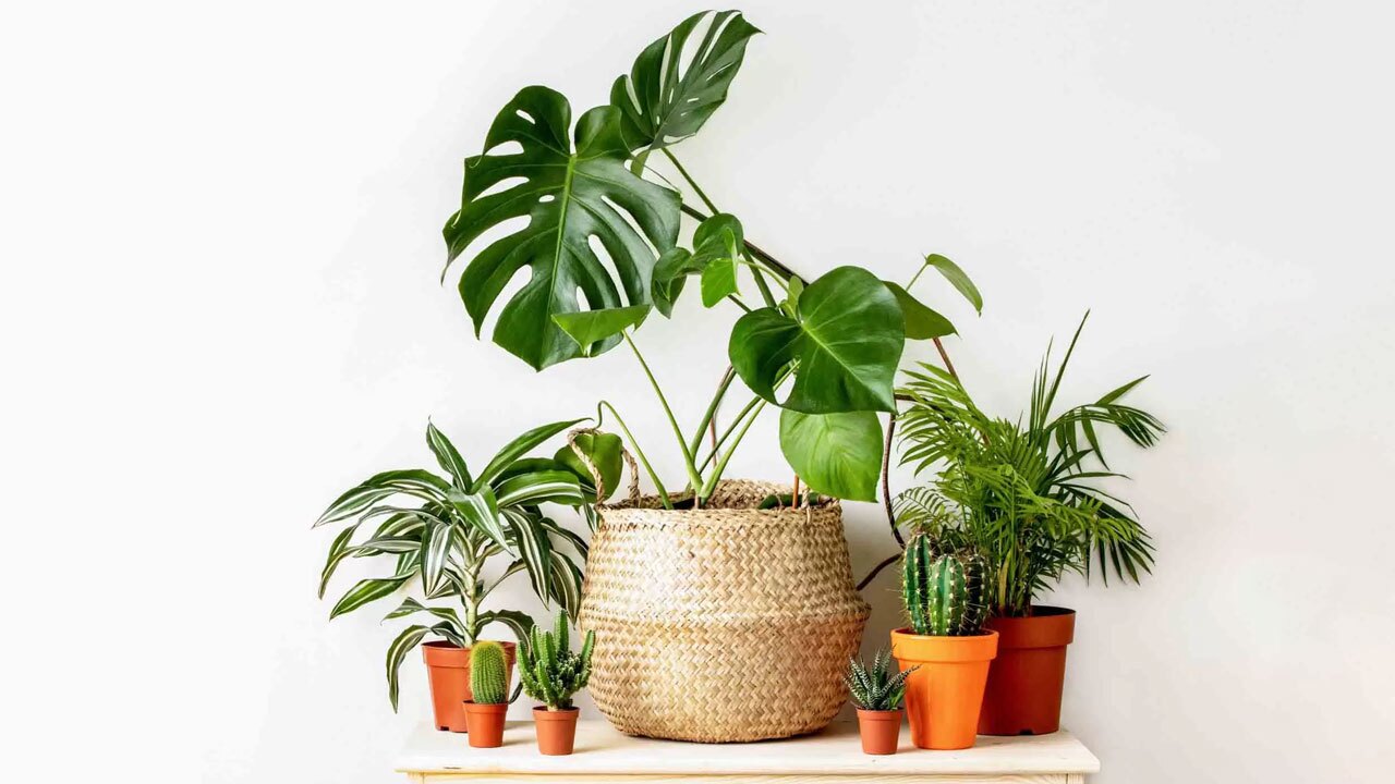 نکاتی برای حفظ شادابی گیاهان آپارتمانی + فیلم