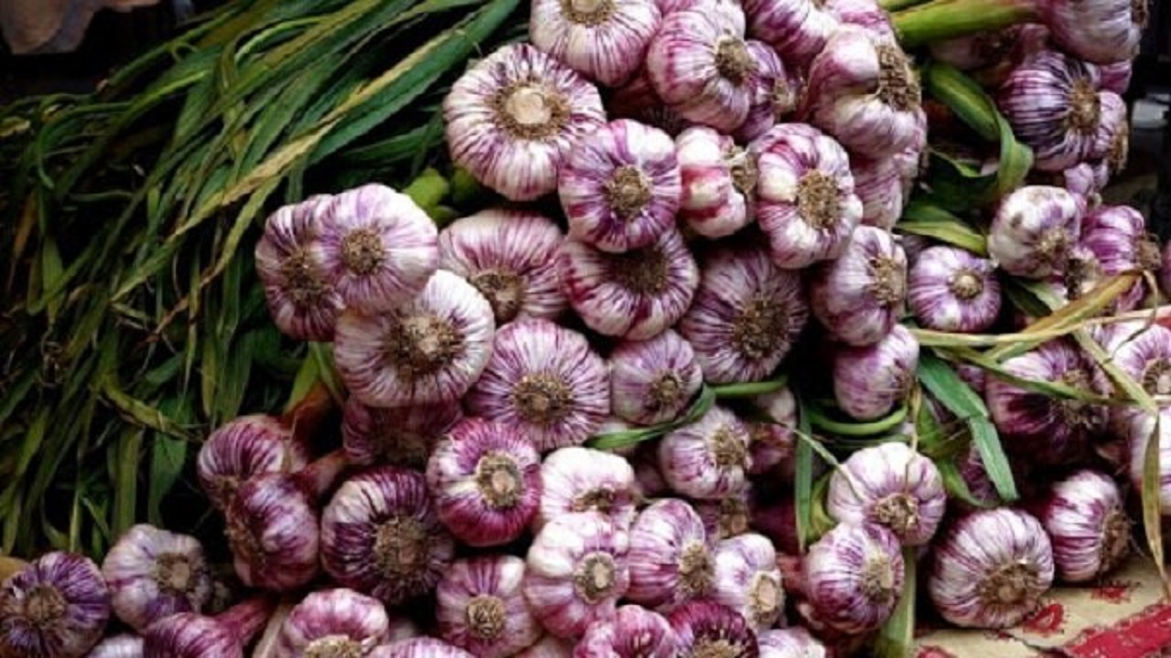 تولید بیش از ۲۱ هزار تن سیر، سالانه در اراضی همدان
