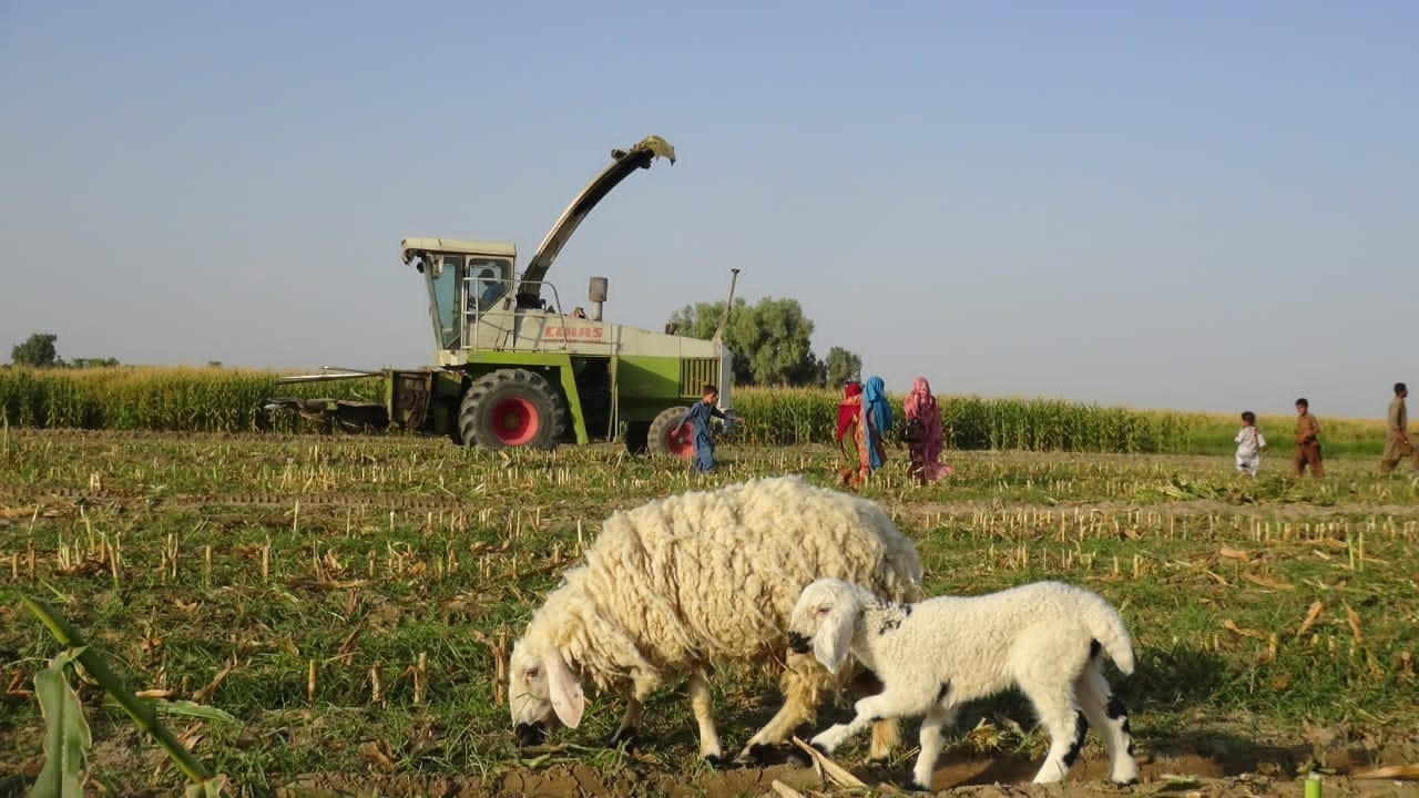 برداشت ۷ هزار تن ذرت علوفه‌ای در شهرستان دلگان