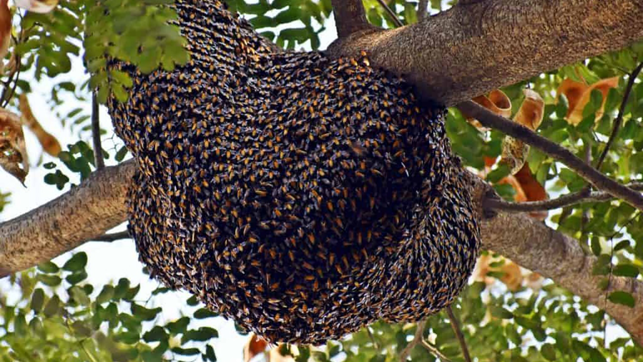 سختی‌های کار جمع آوری شهد عسل + فیلم