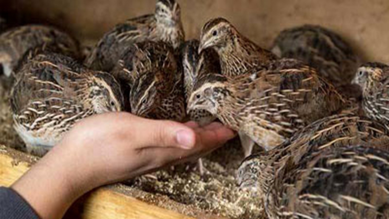 واحد غیرمجاز پرورش گوشت بلدرچین توقیف  شد