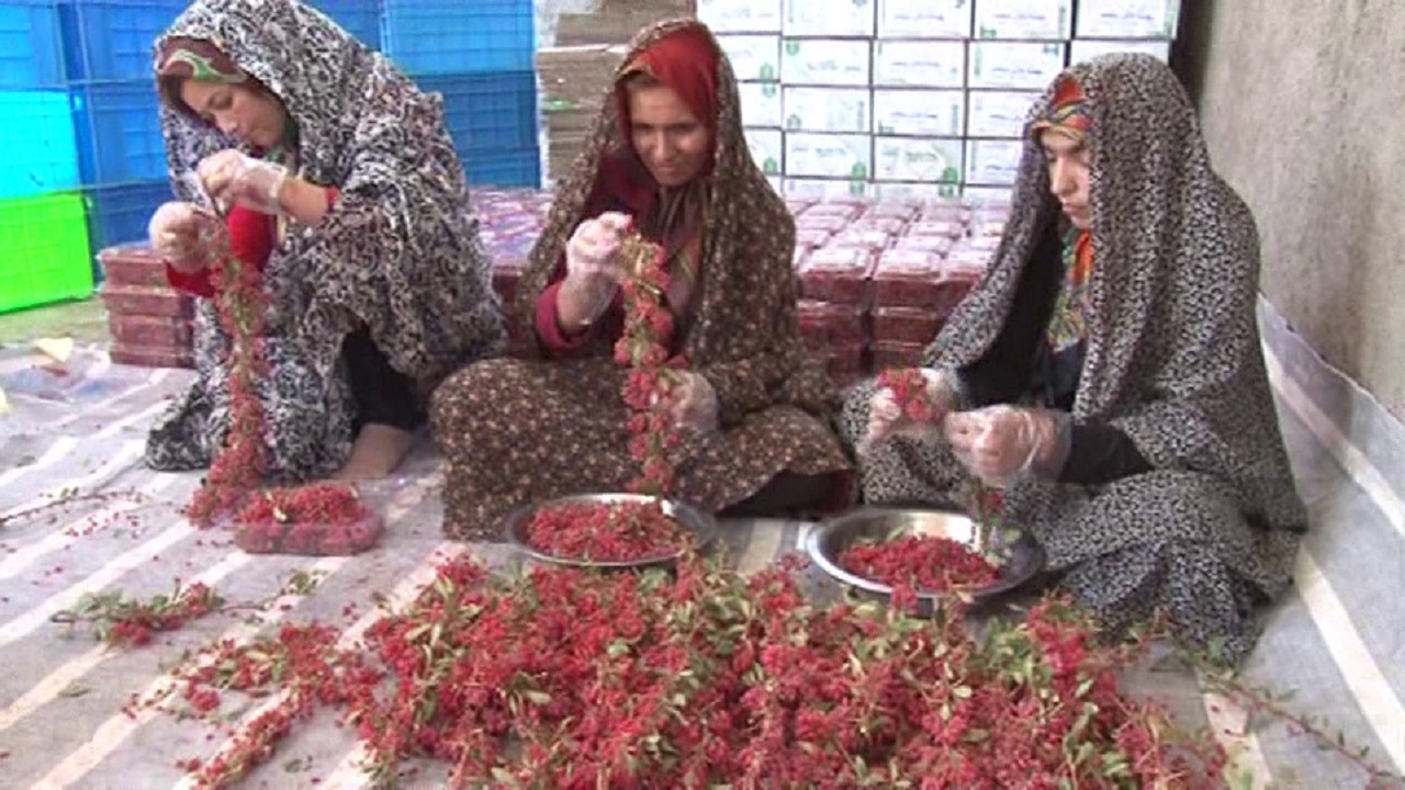 تیر خلاصی دلالان بسوی زرشک تَر