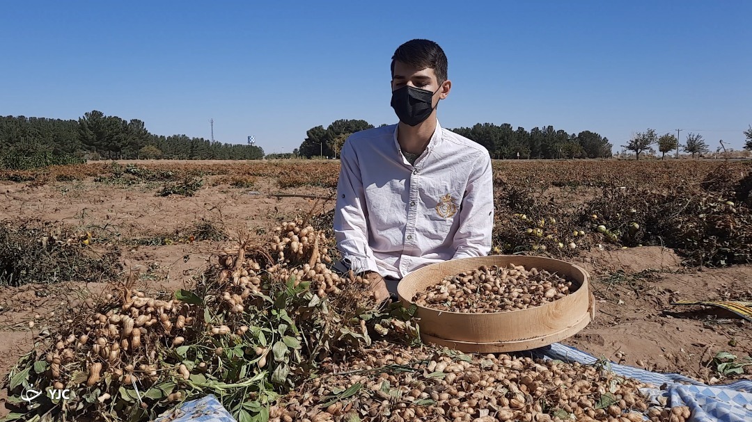 برداشت بادام زمینی 