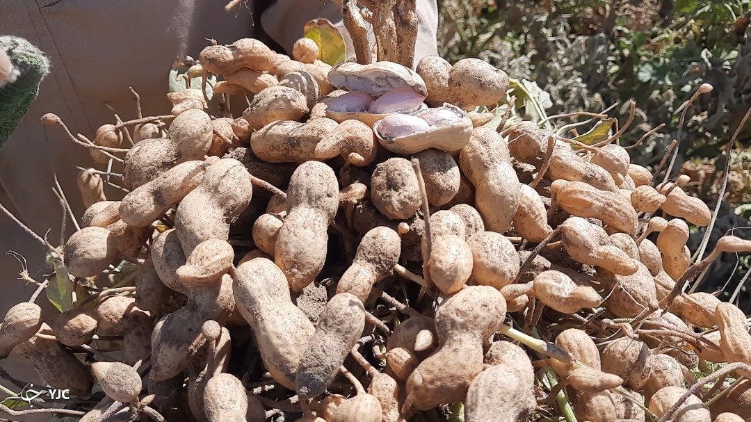 برداشت بادام زمینی 