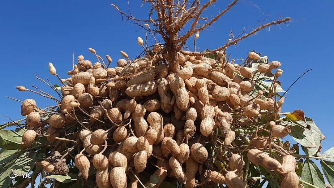 برداشت بادام زمینی در گناباد 