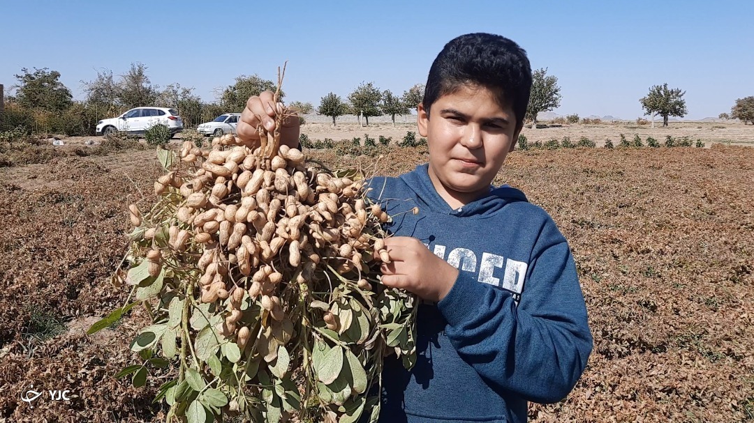 برداشت بادام زمینی 