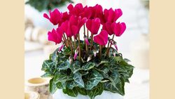 پرورش میوه در خانه + فیلم