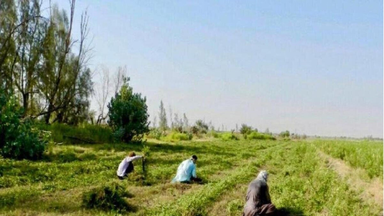 برداشت حنا در سیستان و بلوچستان