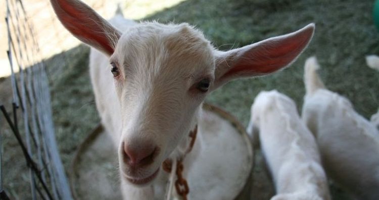 یز عنکبوتی