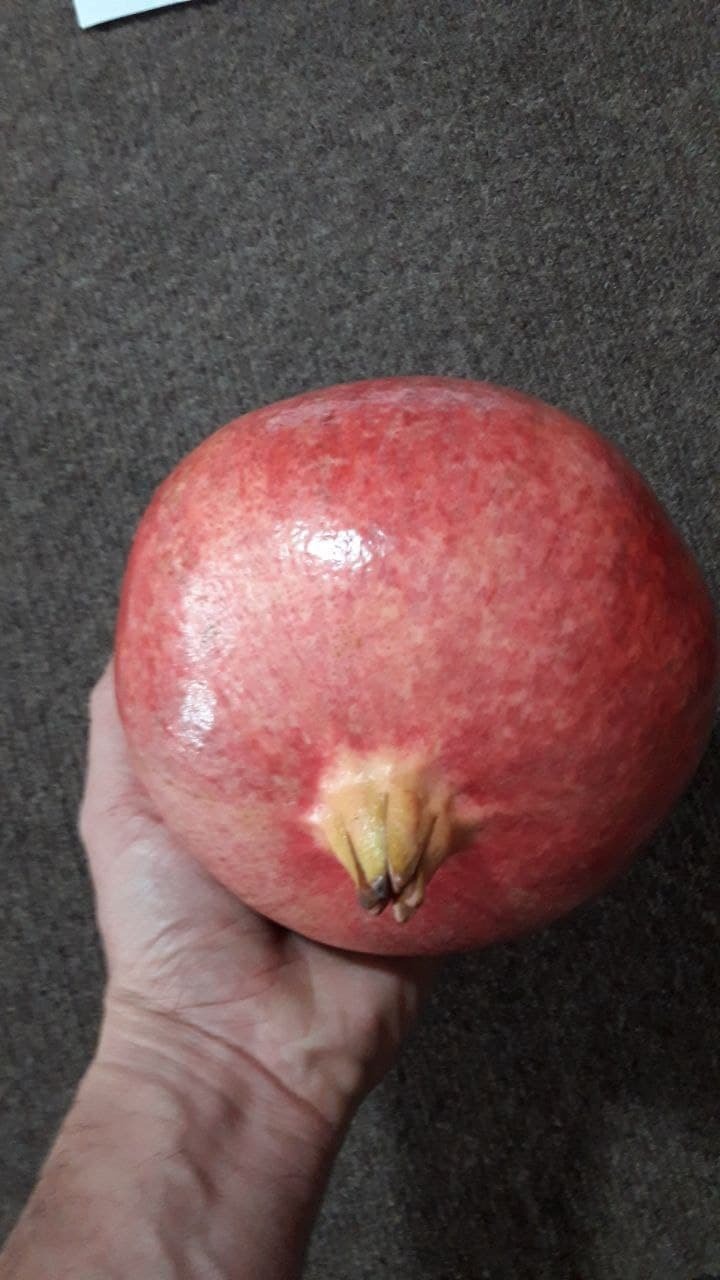 انار غول پیکر رکورد زد+ تصاویر