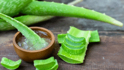 مراحل پرورش گل زنبق در خانه + فیلم