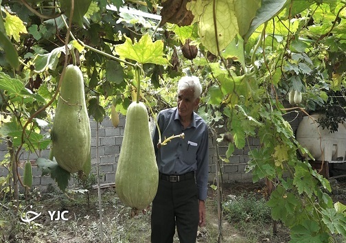 لوفا میوه درختی لوفا میوه درختی