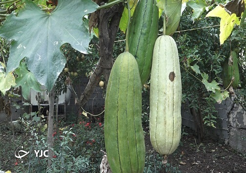 لوفا میوه پارچه ای لوفا میوه پارچه ای