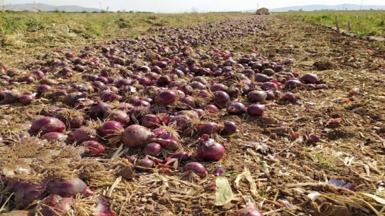 کشتزارهای پیاز