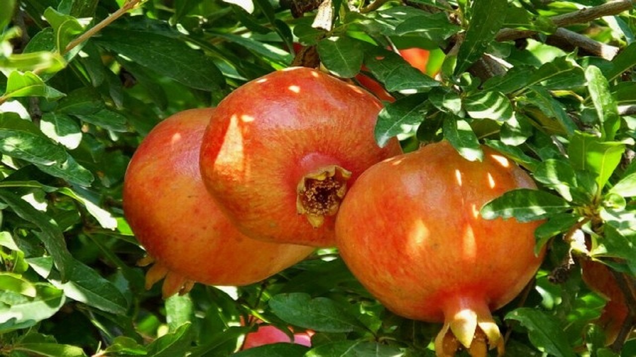 خودنمایی انارهای سرخ بر تنه درختان / فصل برداشت فرا رسید