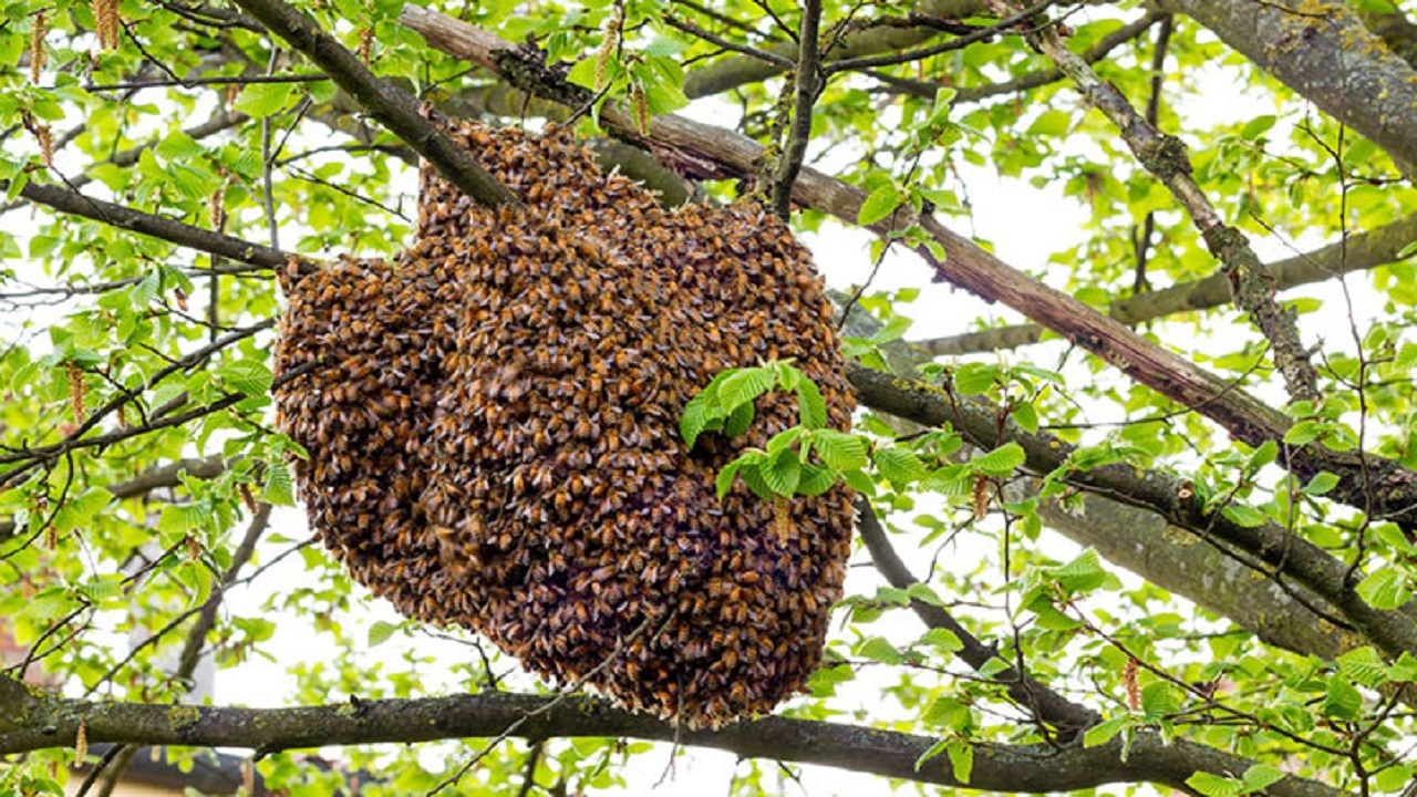 تخریب کندو‌های عسل وحشی در مناطق حفاظت شده بوشهر ممنوع است