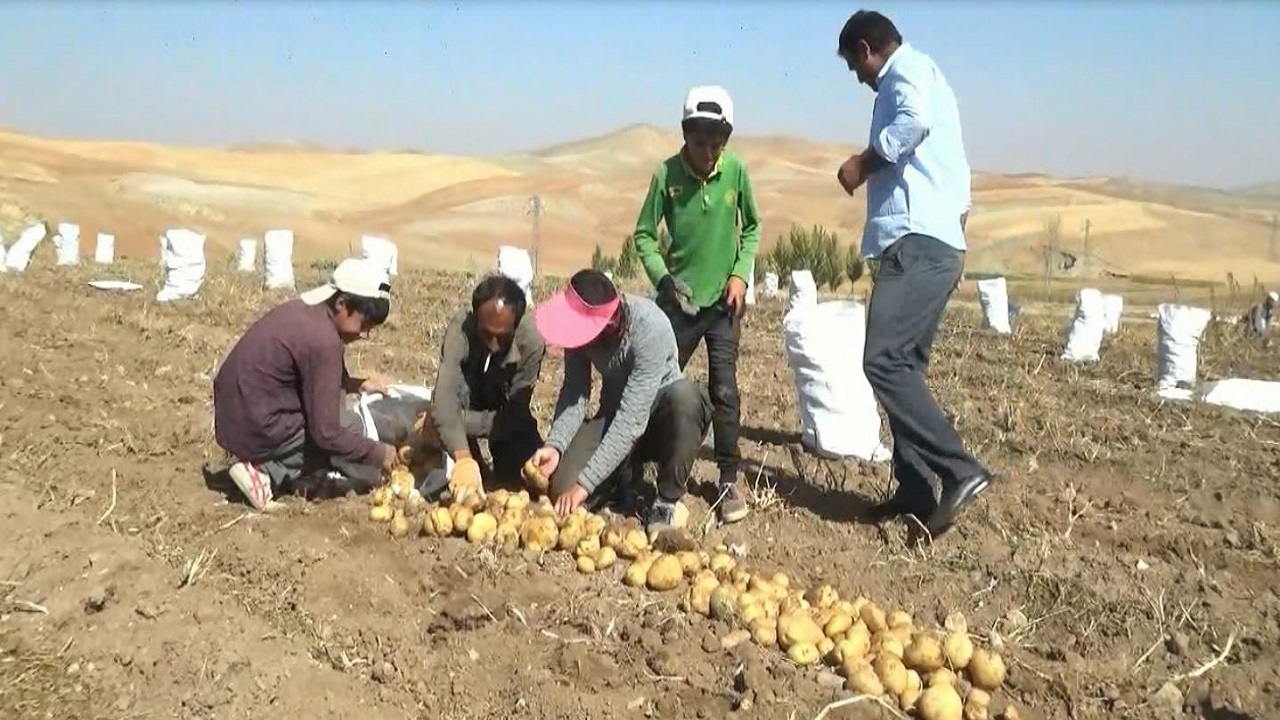 پیش بینی برداشت ۹۰۰۰ تن محصول سیب‌زمینی در هشترود