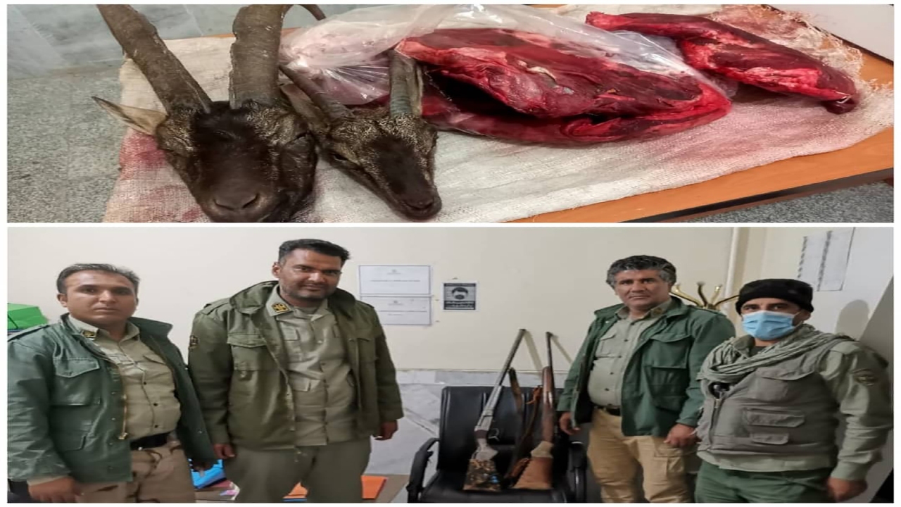 کشف دو سر حیوان وحشی کل و بز در بم