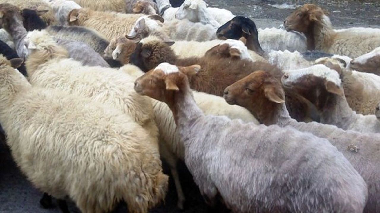 یک هزار و ۳۰۵ راس دام قاچاق در نوار مرزی دهلران کشف شد