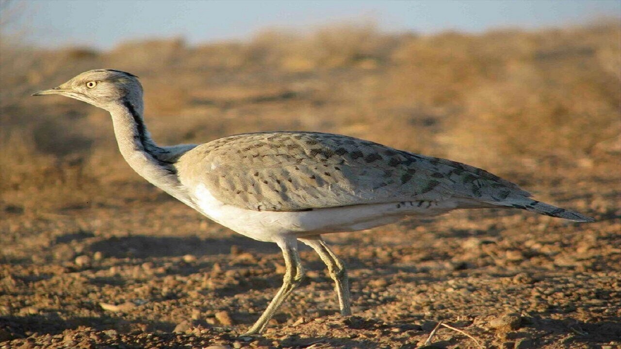 مهاجرت هوبره به ایرانشهر آغاز شد