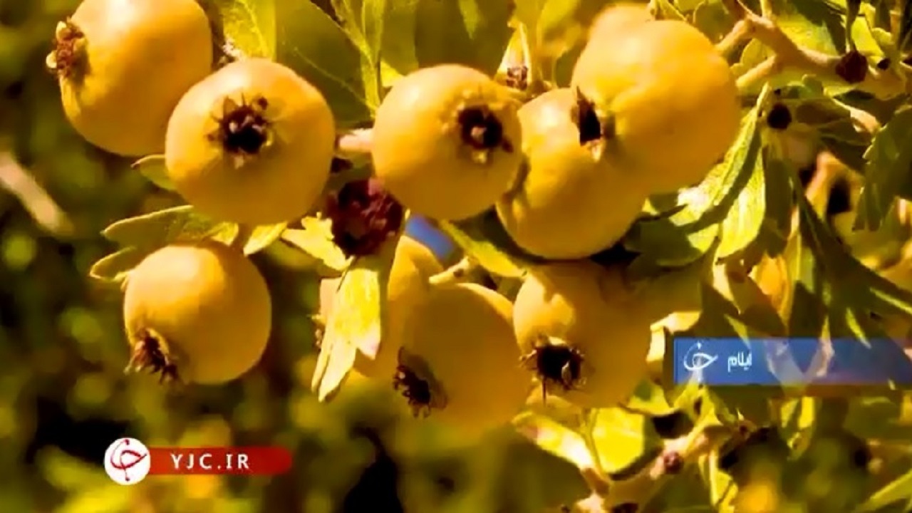 ارمغانی از دل طبیعت در قاب هزار رنگ پاییزی+فیلم