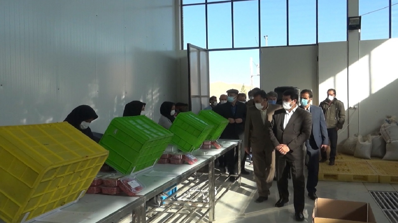 زمان عرضه و قیمت گذاری زرشک باید در دست استان باشد