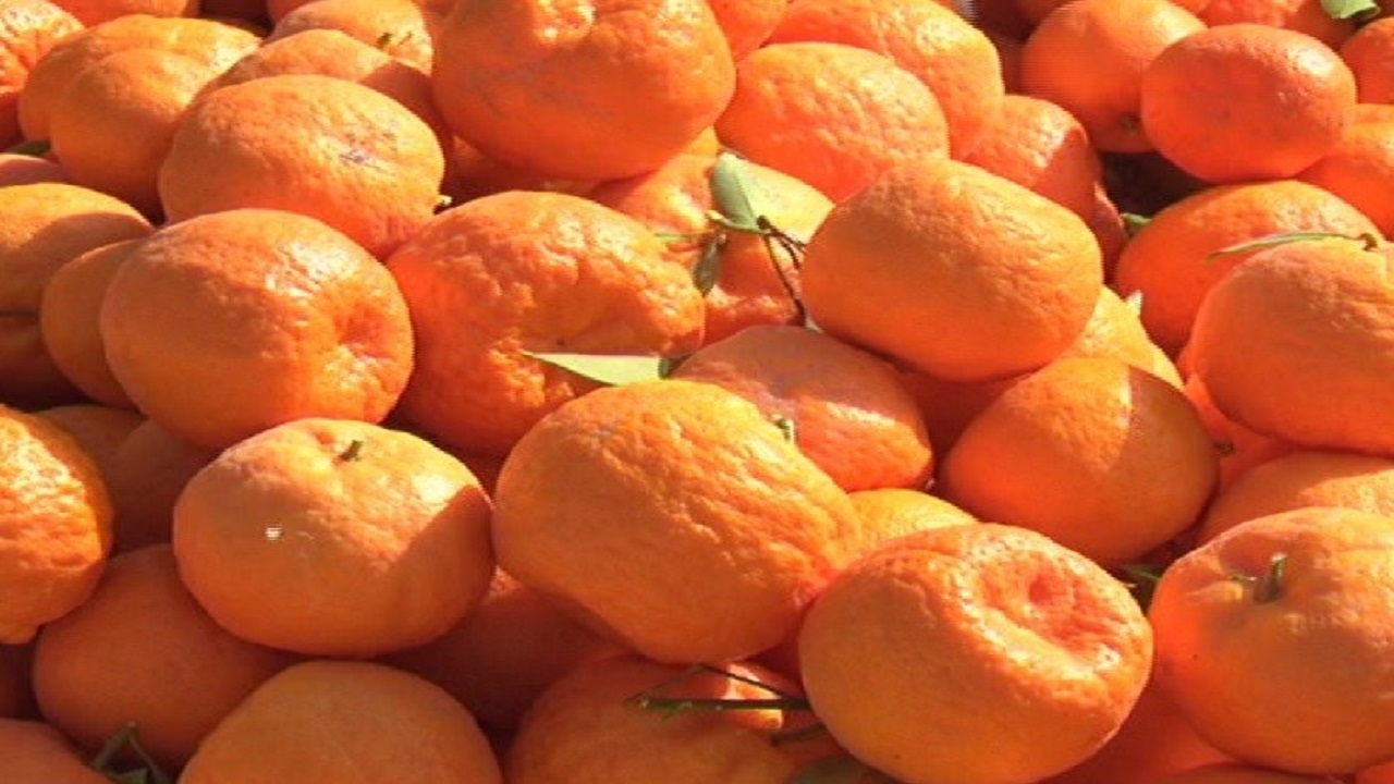 نارنگی گیلان، خوشمزه و خوشرنگ + تصاویر